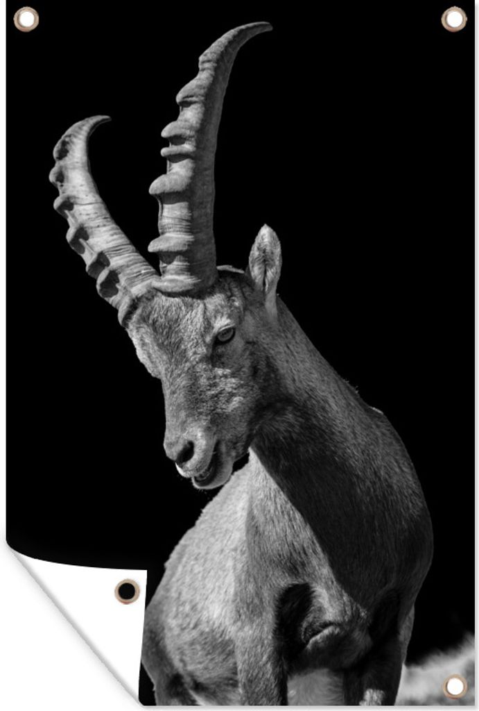 MuchoWow 60x90 cm Outdoor-Poster Gartendeko Sichtschutz Garten Poster für den Garten Schwarz-Weiß-Foto Ziege