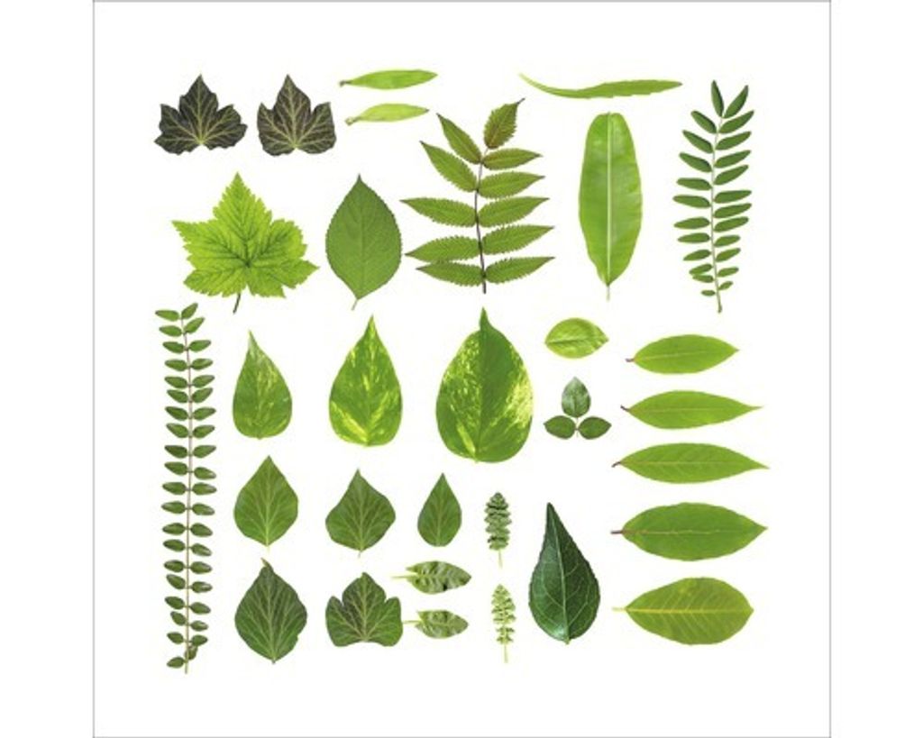 Glasbild Different Leaves 30x30 cm Produktbild 