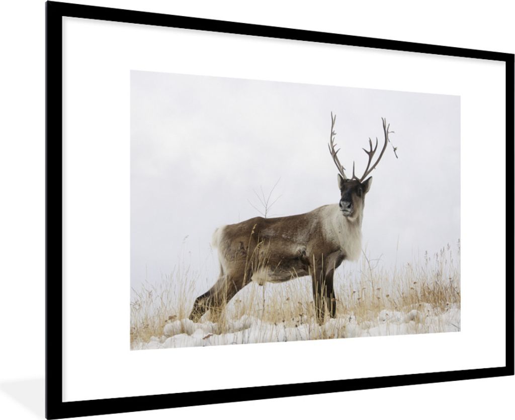 MuchoWow Gerahmtes Poster Ein Rentier vor einem weißen Himmel 90x60 cm - Poster mit Schwarzem Bilderrahmen Wandposter Rahmen Foto Bilder - Wandd...