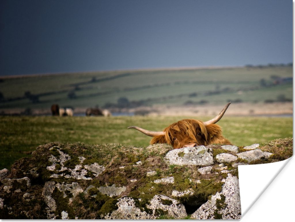 MuchoWow Poster Schottische Highlander - Steine - Gras 40x30 cm - Plakate für die Wände - Poster Wohnzimmer