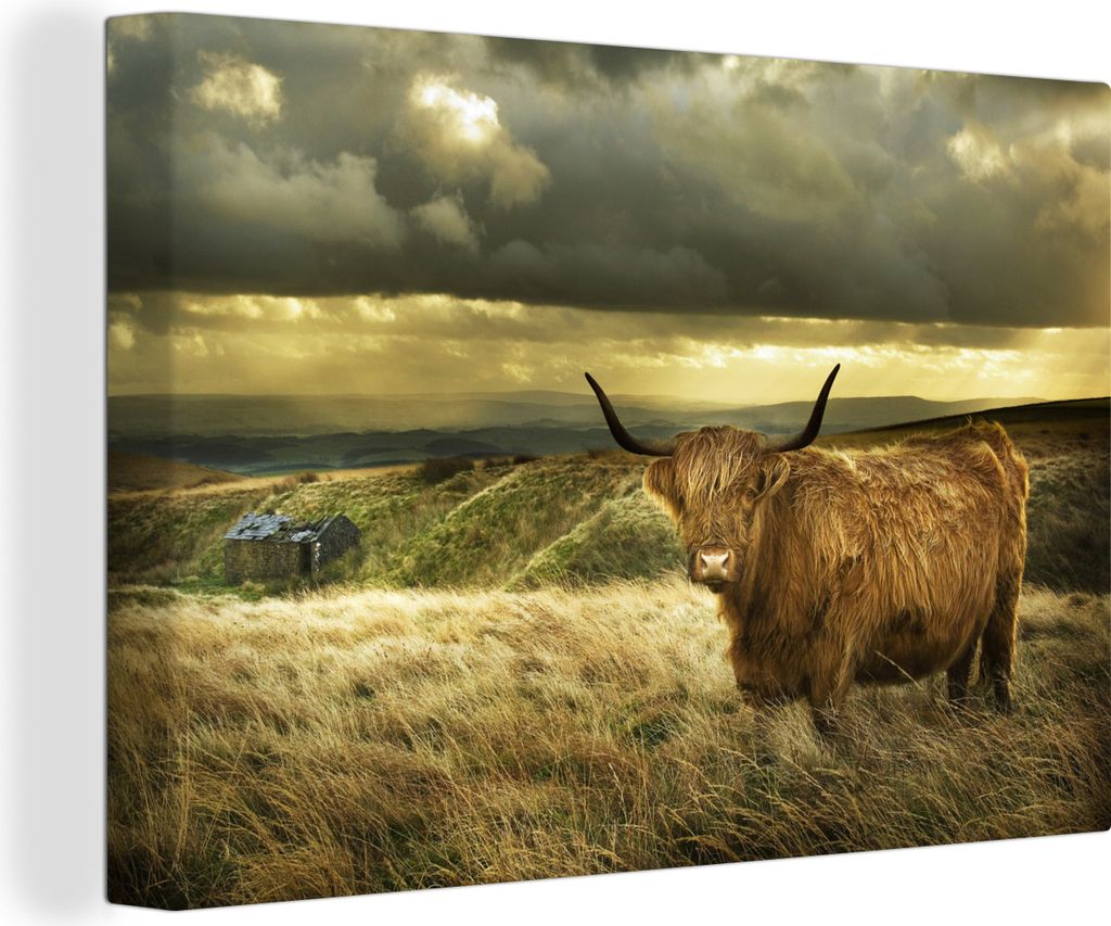 OneMillionCanvasses - Leinwandbilder - 140x90 cm, Schottische Hochlandrind - Natur - Bauernhof, Wandbilder Kunstdruck Wanddekoration