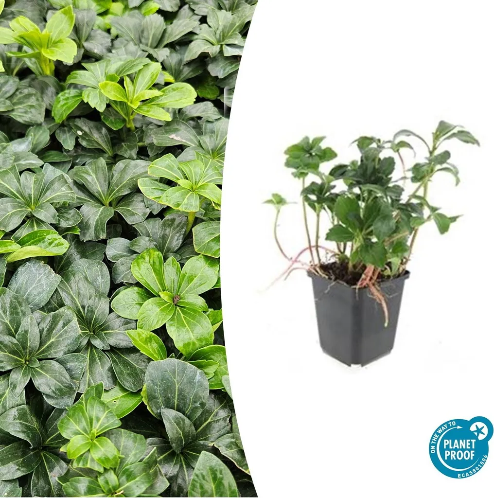 Aménager un Coin d'Ombre avec Pachysandra Green Sheen - Set de 12 Pots