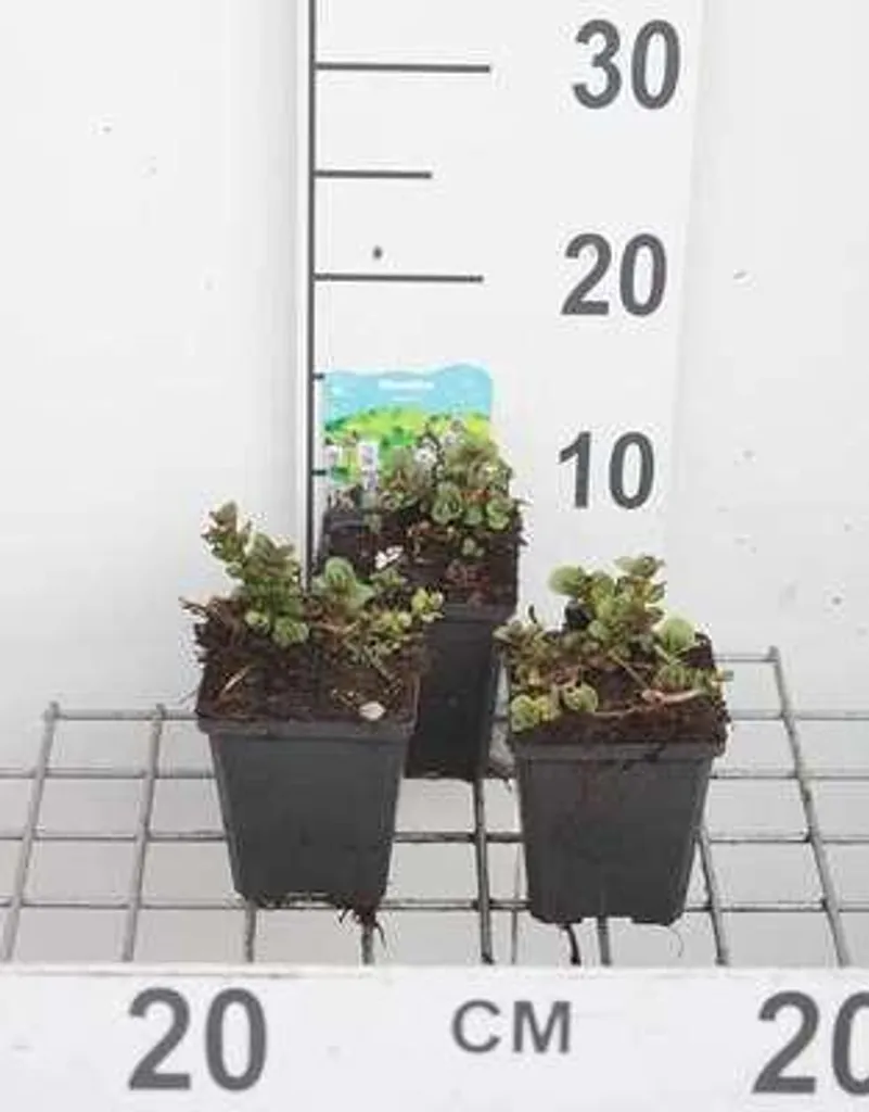 Mentha aquatica pour filtration de bassin : lot de 6 pots de 9cm