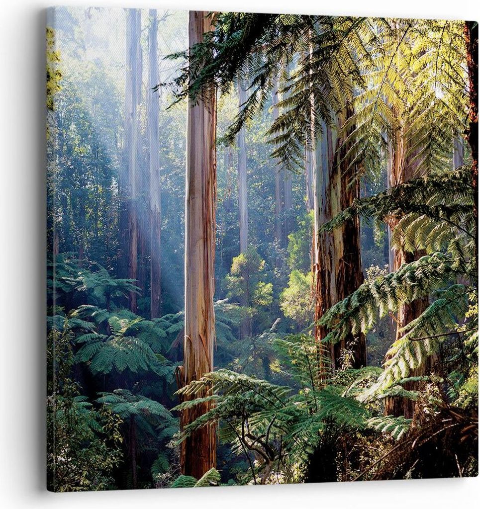 Bild auf Leinwand - Leinwandbild - Einteilig - Morgendämmerung Bäume Wald - 40x40cm - Wand Bild - Wanddeko - Wandbilder - Leinwanddruck - Bilder ...