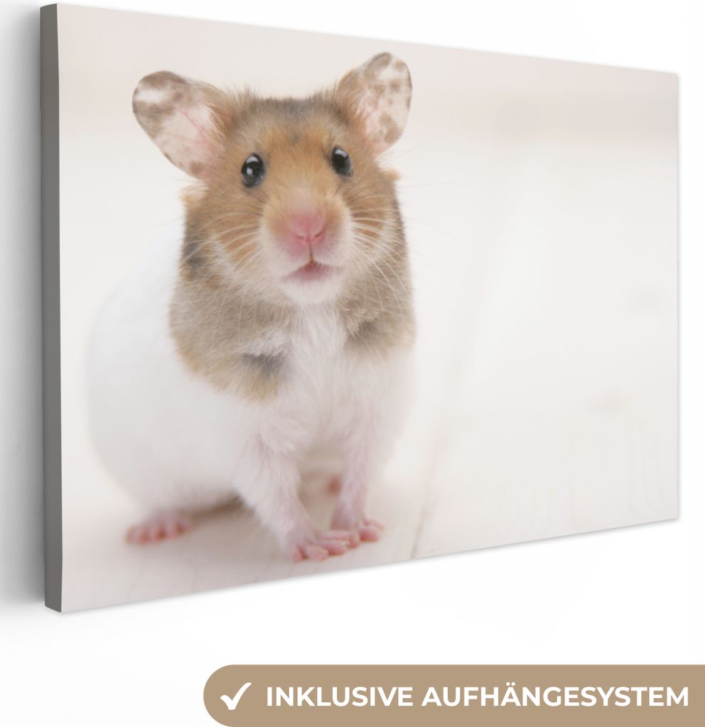 OneMillionCanvasses - Leinwandbilder - 140x90 cm, Stehender brauner und weißer Hamster, Wandbilder Kunstdruck Wanddekoration