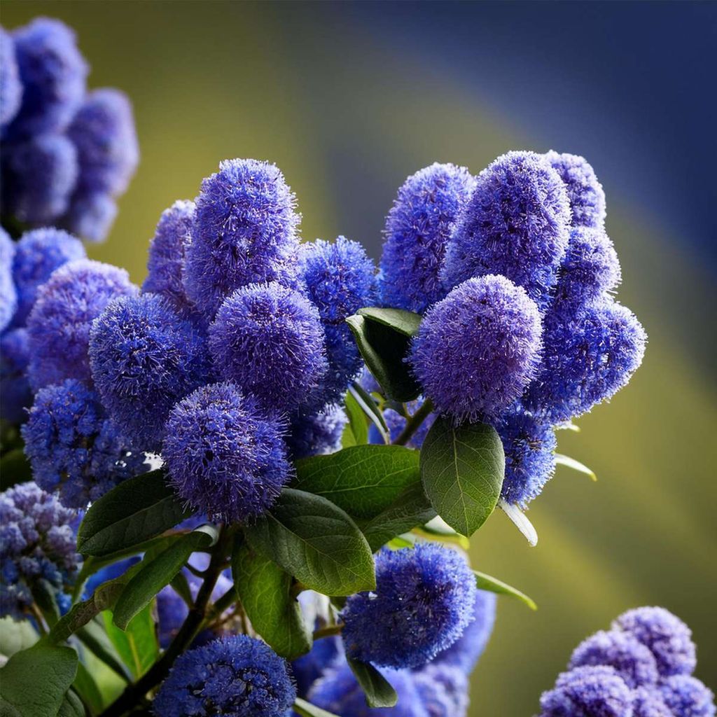 Säckelblume - Ceanothus thyrsiflorus Repens - Höhe 60-70cm Produktbild 4