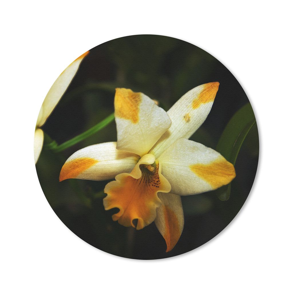 MuchoWow Mauspad Mousepad Zwei Orchideenblüten 40x40 cm - Mousepads - Maus Mat - Pad - Mausunterlage - Schreibtisch Accessoires
