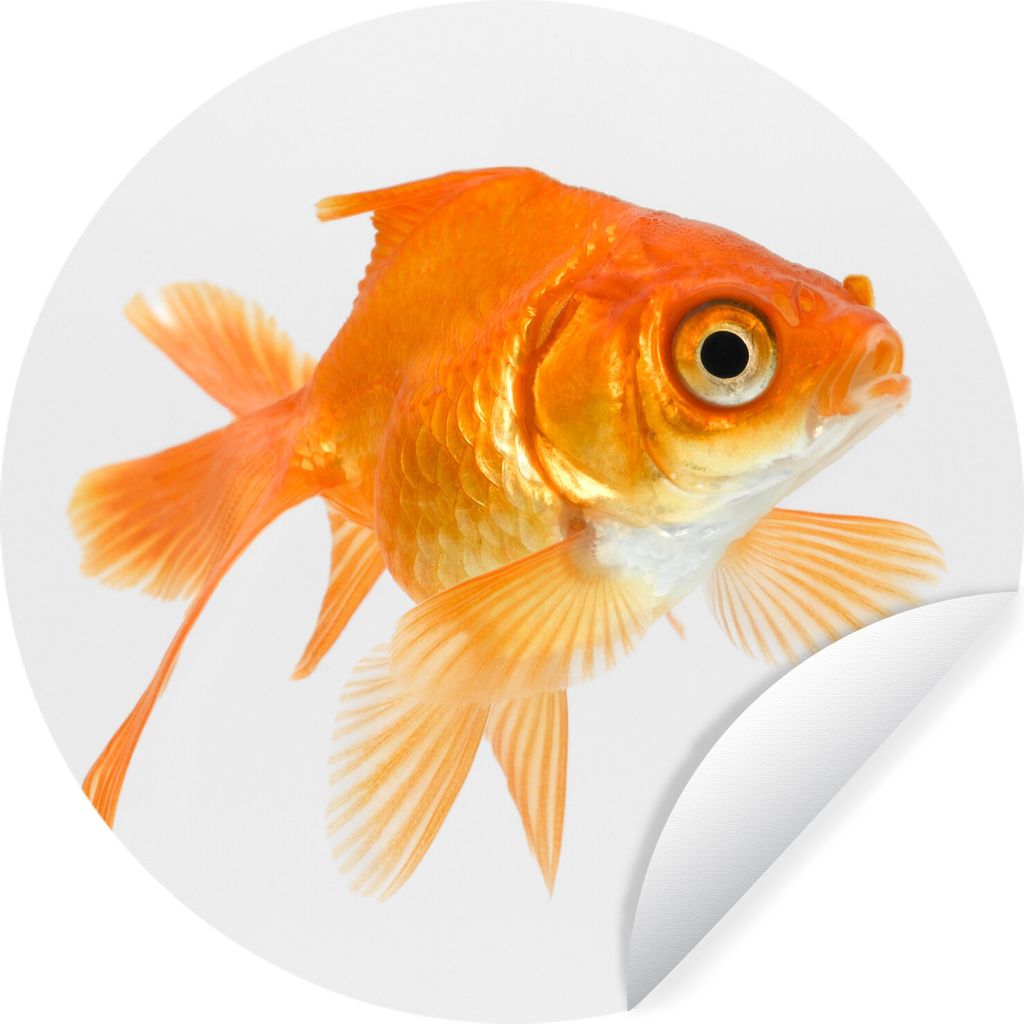 MuchoWow Runde Wandtattoo - Wandsticker Tapete Aufkleber Goldfisch - Weiß - Schwimmen Ø 50 cm Selbstklebend und Repositionierbar - Wandaufklebe...