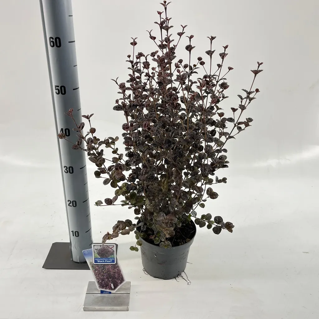 Lophomyrtus Black Pearl 25-30 cm - Myrte à Feuillage Noir Persistant
