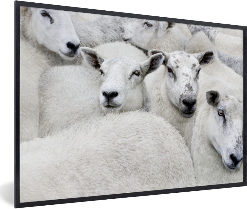 MuchoWow Gerahmtes Poster Schafe - Tiere - Bauernhof 60x40 cm - Poster mit Schwarzem Bilderrahmen Wandposter Rahmen Foto Bilder - Printing - Wand...