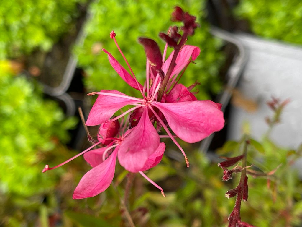 6 x Gaura lindh. 'Tutti Frutti'( oenothera lindh.) - Gaura - Topf 9 x 9 cm