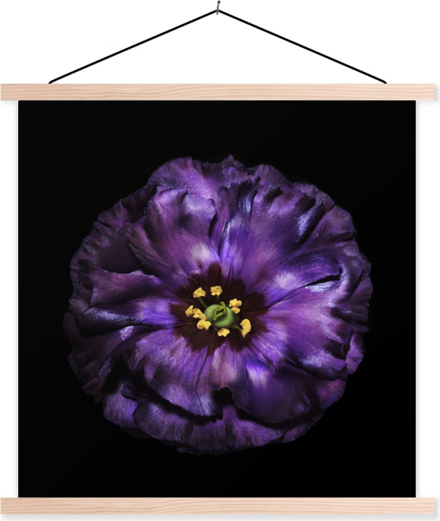 MuchoWow Textilposter Eine violette Blume vor schwarzem Hintergrund abgebildet 40x40 cm mit holzfarbenen Rahmen - Posterleiste