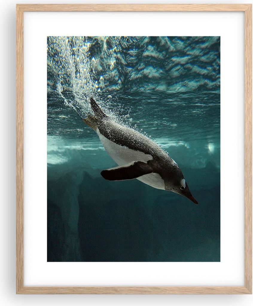 Gerahmtes Poster - Rahmen in heller Eiche - Tauchen Pinguin Gletscher - 40x50 cm - Wand Bild - Wanddeko - Wandbilder - Wandposter - Bilderrahmen - ...