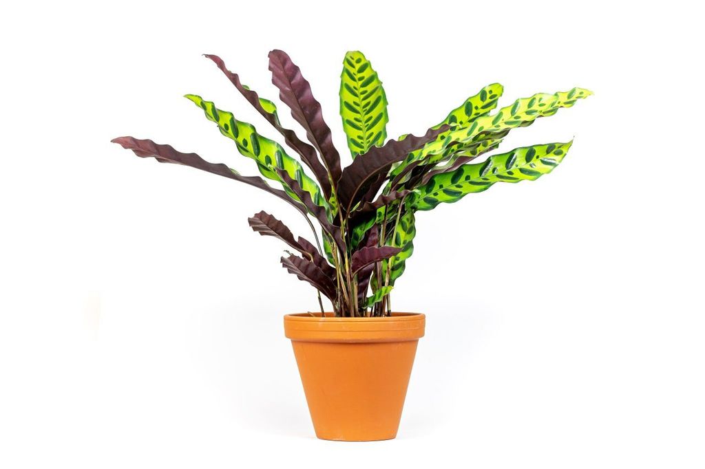 Gardners Calathea Lancifolia (Insignis), průměr 11-12 cm Obrázek produktu 