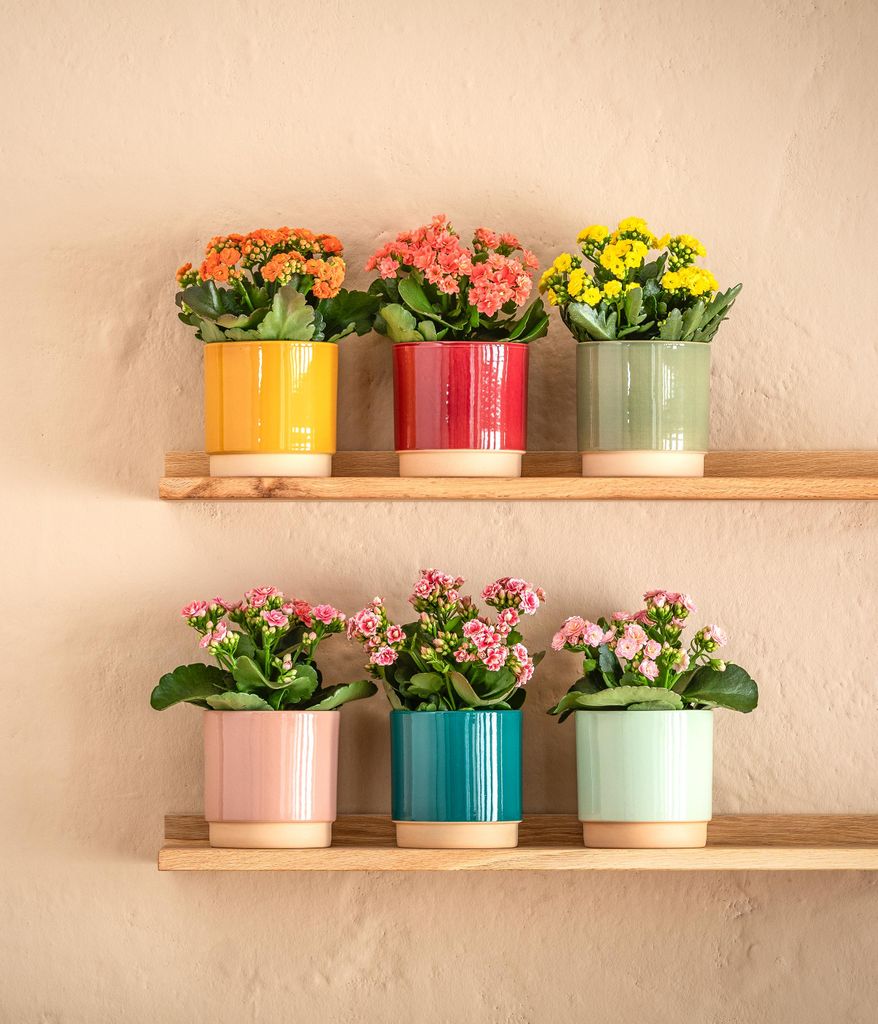 Dehner Übertopf Eno, runder Indoor Blumentopf, Ø außen 16.5