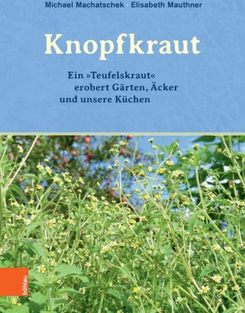 Das Knopfkraut