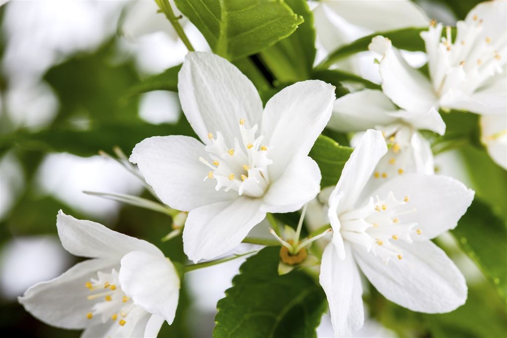 Deutzia gracilis, Maiblumenstrauch, weiß, 30–40 cm
