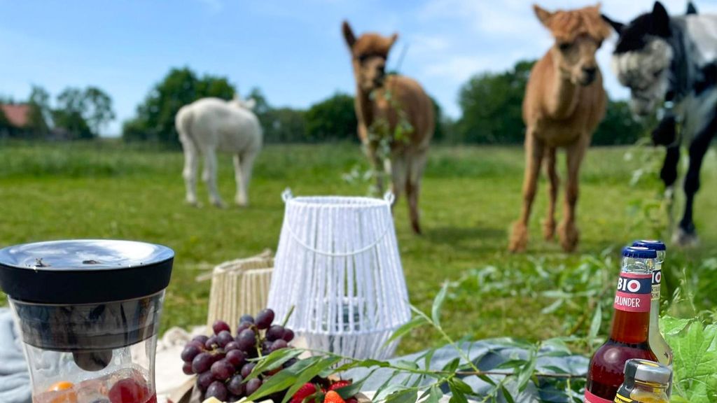 Jochen Schweizer Alpaka Picknick für 2 Petershagen; Erlebnis verschenken oder selbst erleben; Gutschein gültig für 2 Personen Gruppengröße: 2-...