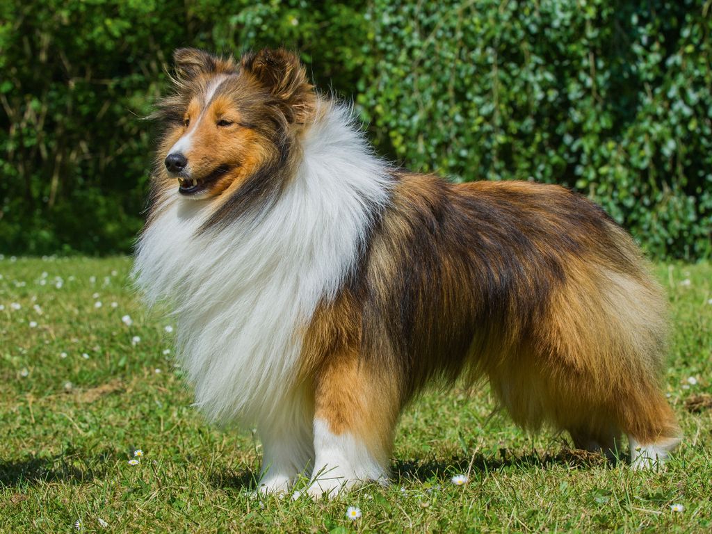 CALVENDO Puzzle Sheltie – 1000 Teile, 64x48 Cm Lege-Größe, Foto-Puzzle Mit Hundemotiv