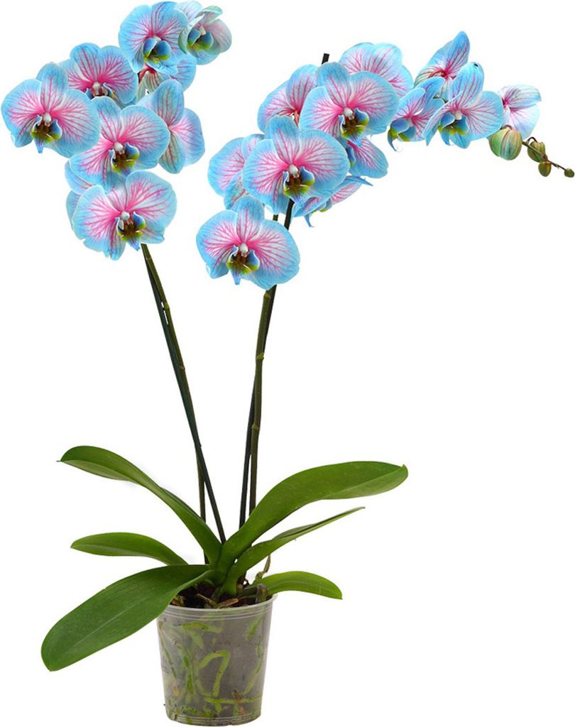 Dehner Schmetterlingsorchidee Blue Wonder, Phalaenopsis Produktbild 