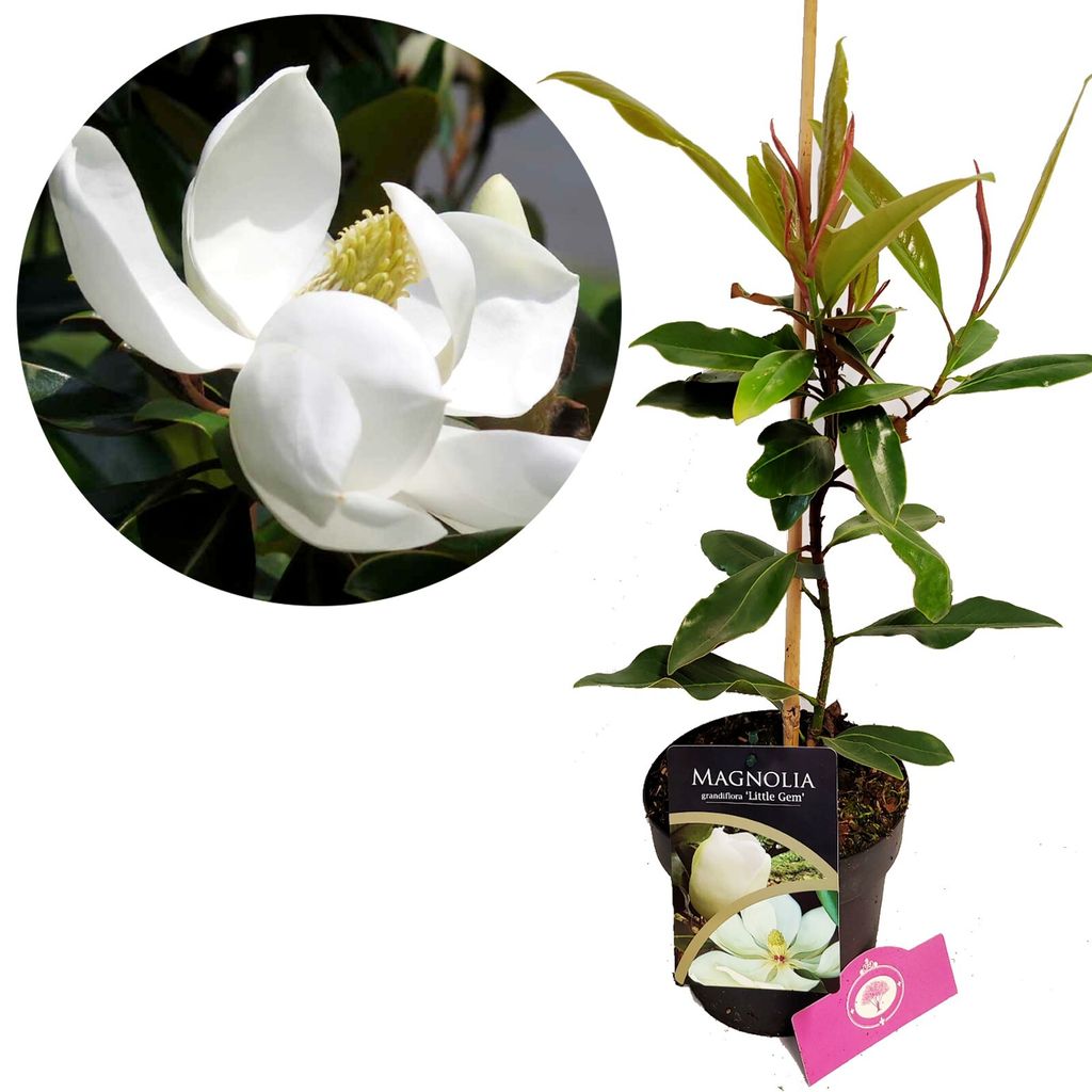 A collage showing a close-up of a white magnolia flower and a potted Magnolia Little Gem plant.