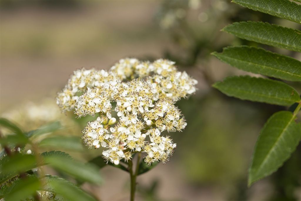 Sorbus 'Joseph Rock', Eberesche, gelbe Beeren, 100–125 cm