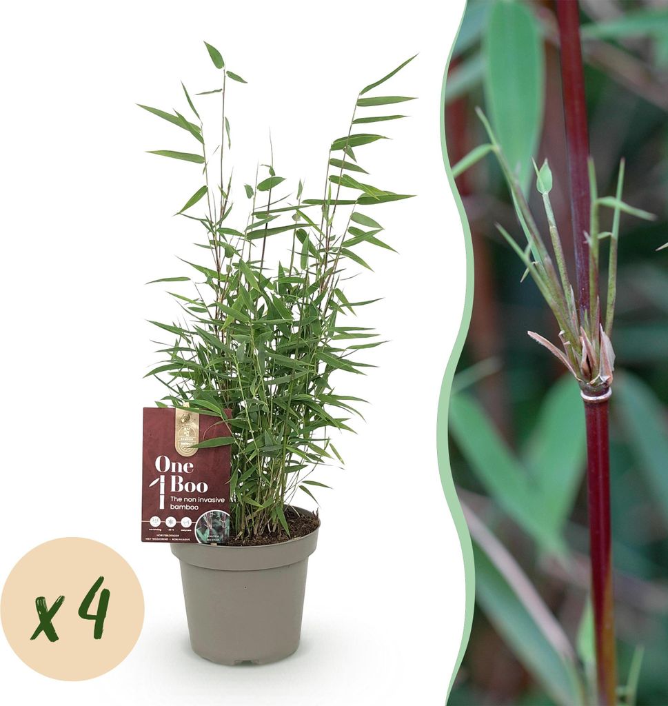 Bambus Fargesia Red Dragon – Immergrün – 4 Pflanzen – Nicht ausbreitend – Mit roten Stängeln – Für Hecke, Garten & Terrasse – Ø14cm...