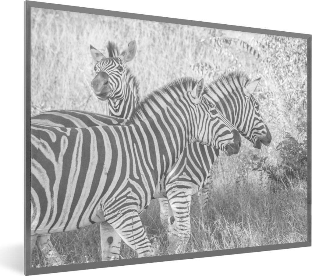 MuchoWow Gerahmtes Poster Drei grasende Zebras 80x60 cm - Poster mit Schwarzem Bilderrahmen Wandposter Rahmen Foto Bilder - Schwarzem - Mit Gestell