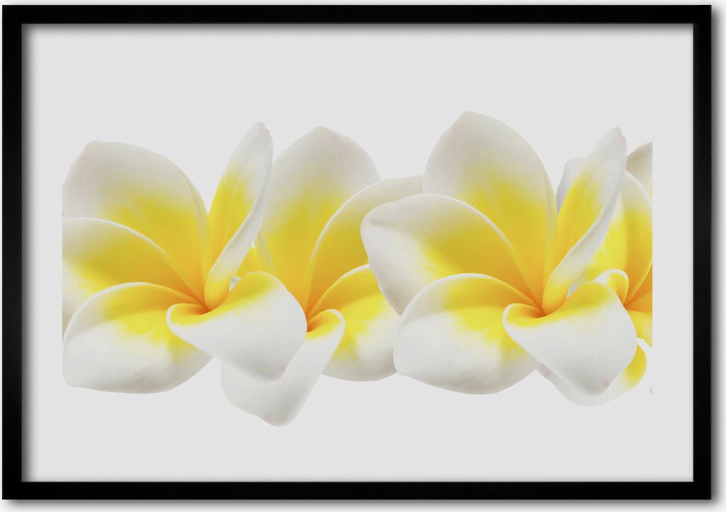 Bild - Bilderrahmen - 100 cm x 70 cm - MDF - Rahmen - Foto - Wandkunst Plumeria