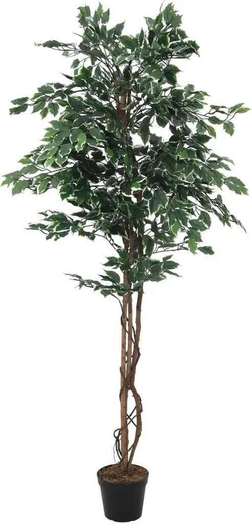 Ficus Artificiel 180cm Feuillage Argenté et Tronc en Bois Naturel