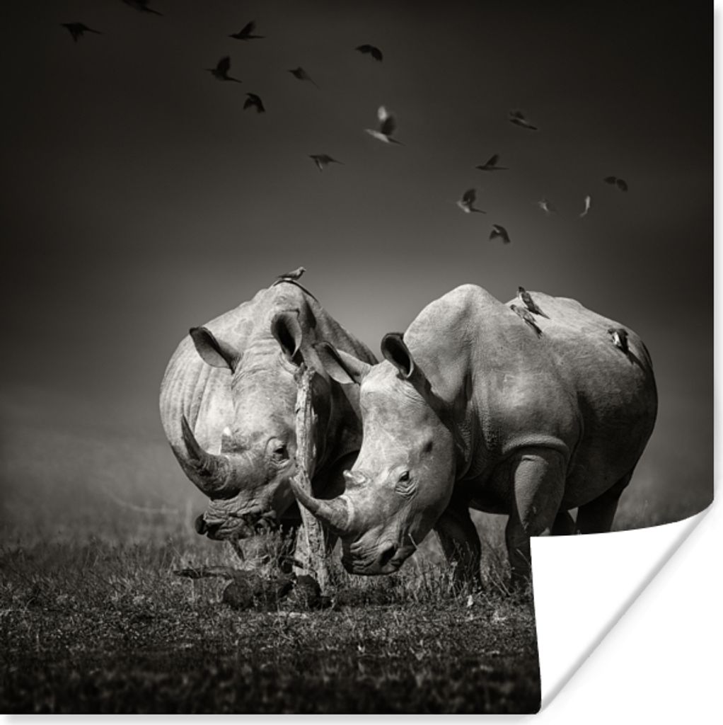 MuchoWow Poster Nashorn - Vogel - Tiere - Landschaft - Schwarz und weiß 30x30 cm - Wandposter - Printing