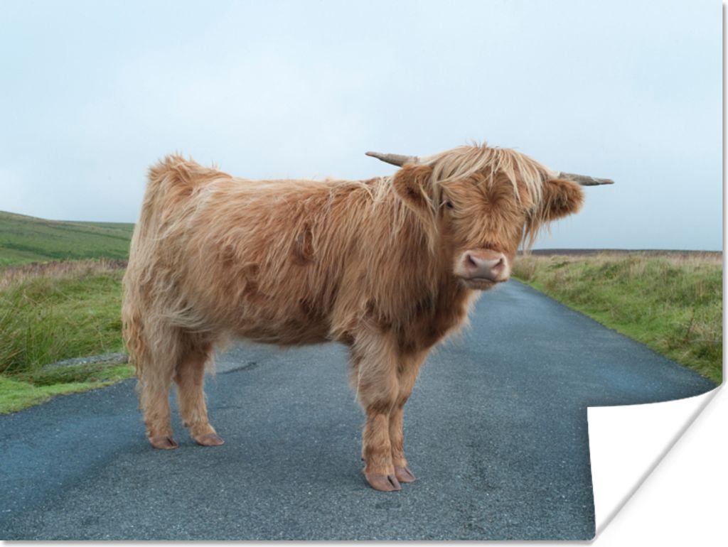 MuchoWow Poster Scottish Highlander - Straße - Gras 120x90 cm - Wandbild