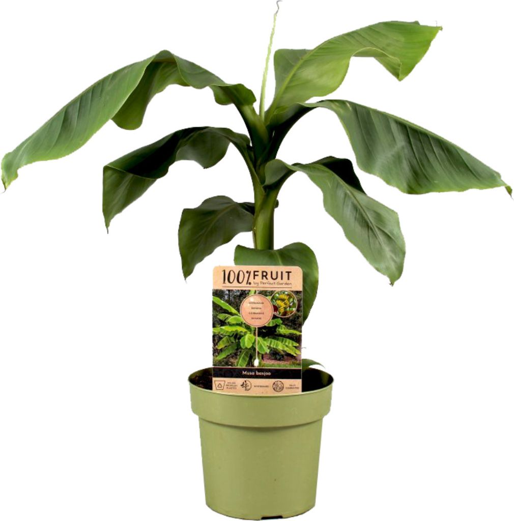 Bananenpflanze Musa basjoo Höhe 5570cm Kaufland.de