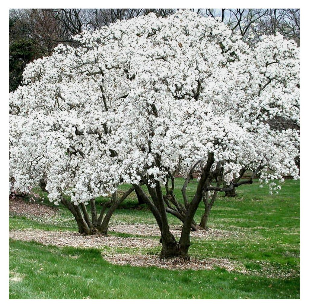 Magnolia stellata - Sternmagnolie - winterharte, laubabwerfende Strauchpflanze für den Garten im Topf