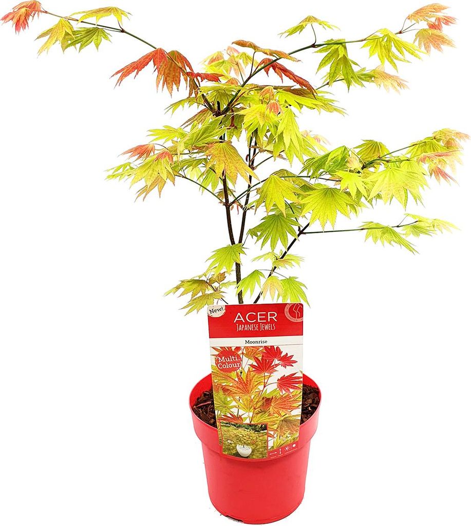 Bloomique - Acer Shirasawanum Moonrise - Japanischer Ahorn - Gartenpflanzen - Winterhart - 50-70 cm Hoch - Topf 19 cm