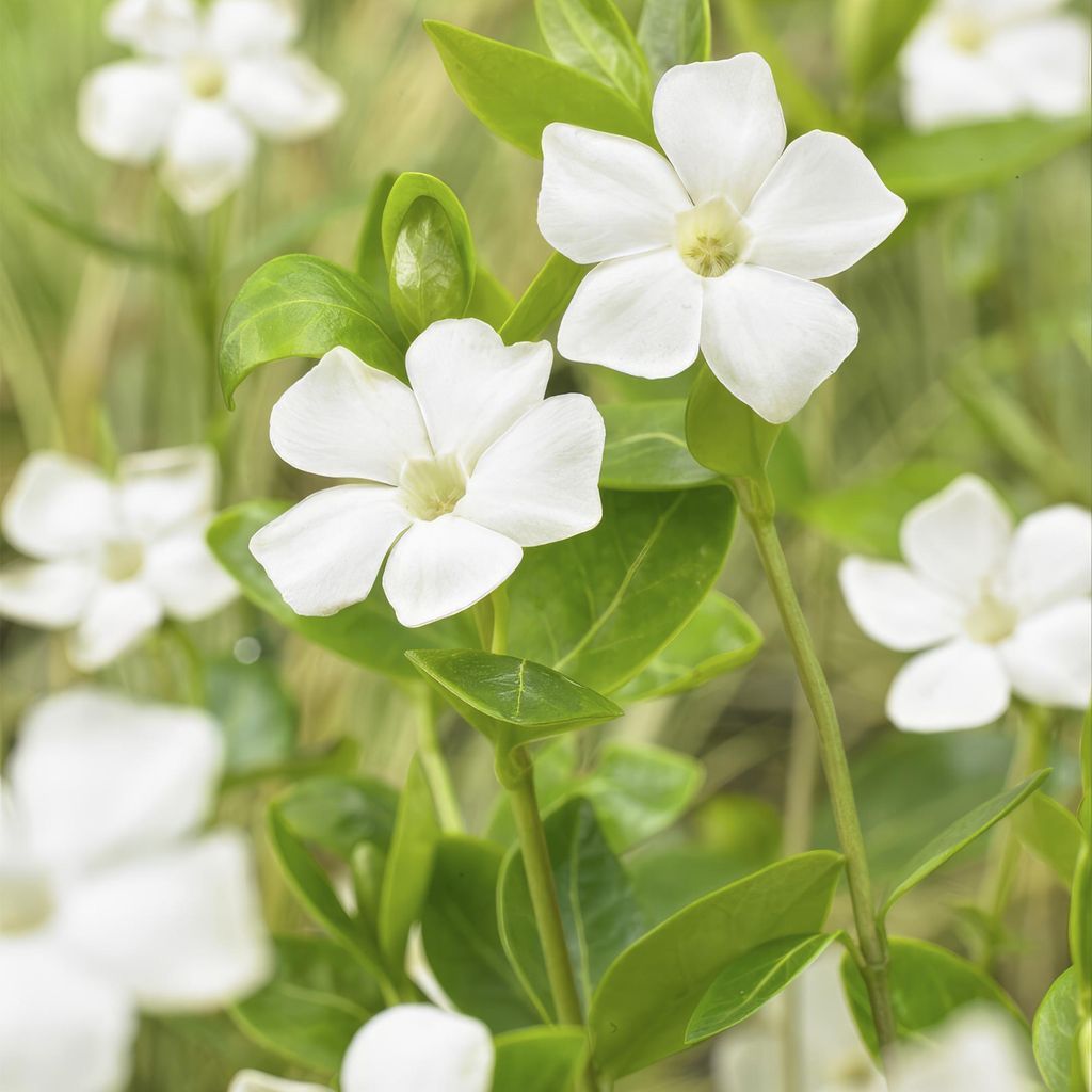 Großblättriges Immergrün Vinca major 'Alba' – 48 Pflanzen – 10-25 cm – Ø9 cm – Immergrüner Bodendecker mit weißen Blüten – Pfle...