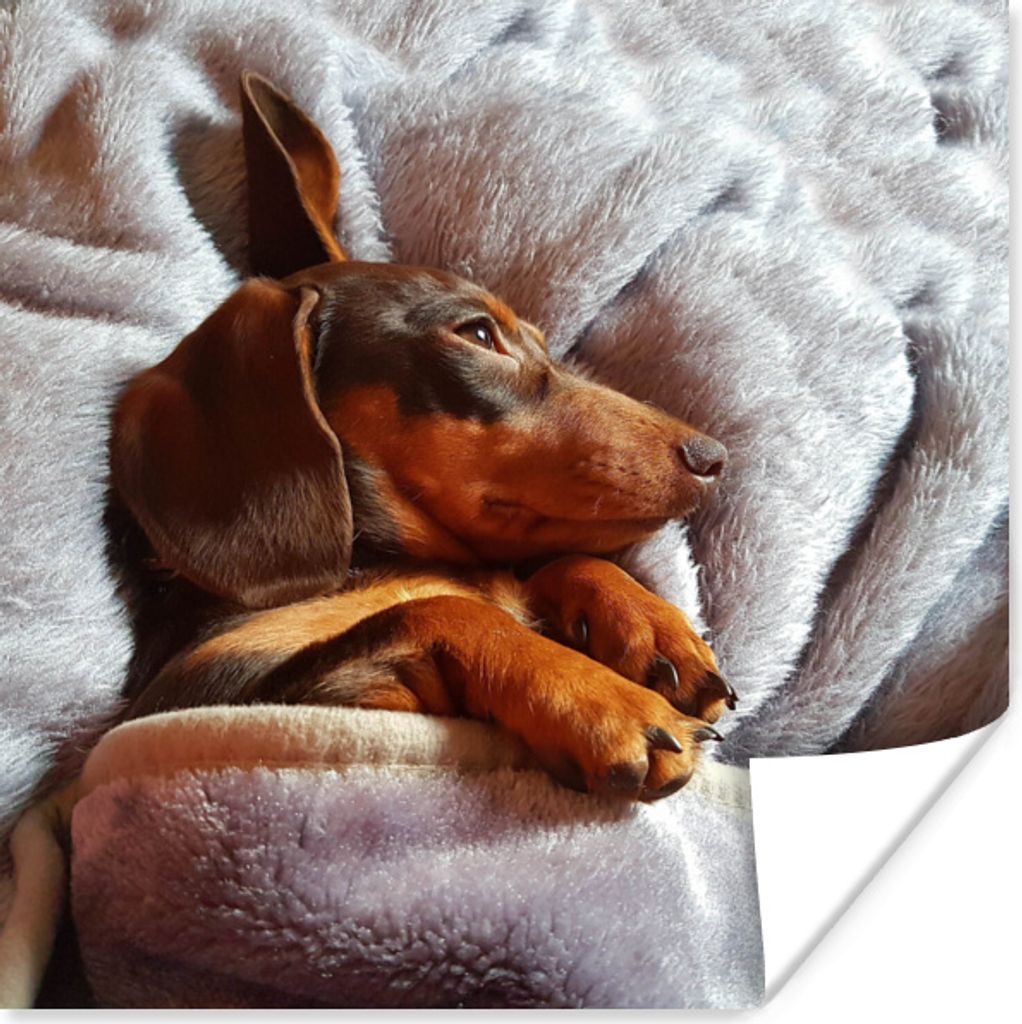 MuchoWow Poster Niedlicher Dackel liegt unter der Bettdecke 30x30 cm - Wandposter - Printing
