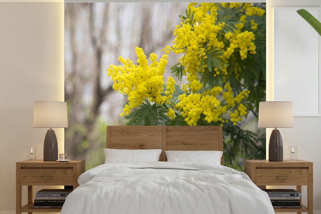 MuchoWow Fototapete für Wohnzimmer oder Schlafzimmer Wandtapete Vinyl Motivtapete Anmutige Mimosenblüte - 300x300 cm - Wanddekoration
