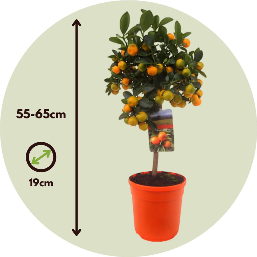 Citrus Calamondin (oranger D'appartement) - Plante En Pot 30-40 Cm, Pot 15 Cm - Agrumes Décoratifs, Fruits Comestibles - Pour Intérieur Lumineux Ou Balcon