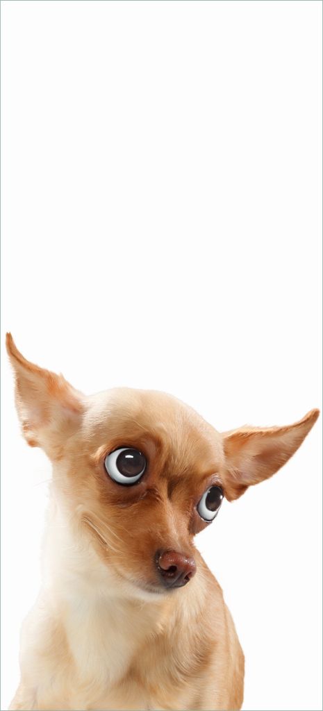 Türtapete Türposter Lustiger Hund mit fliegenden Ohren - Größe: 93 x 205 cm