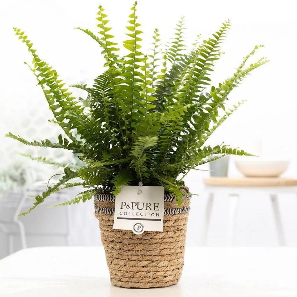 Fougère pour Salle de Bain et Bureau Nephrolepis en Corbeille de 35 cm