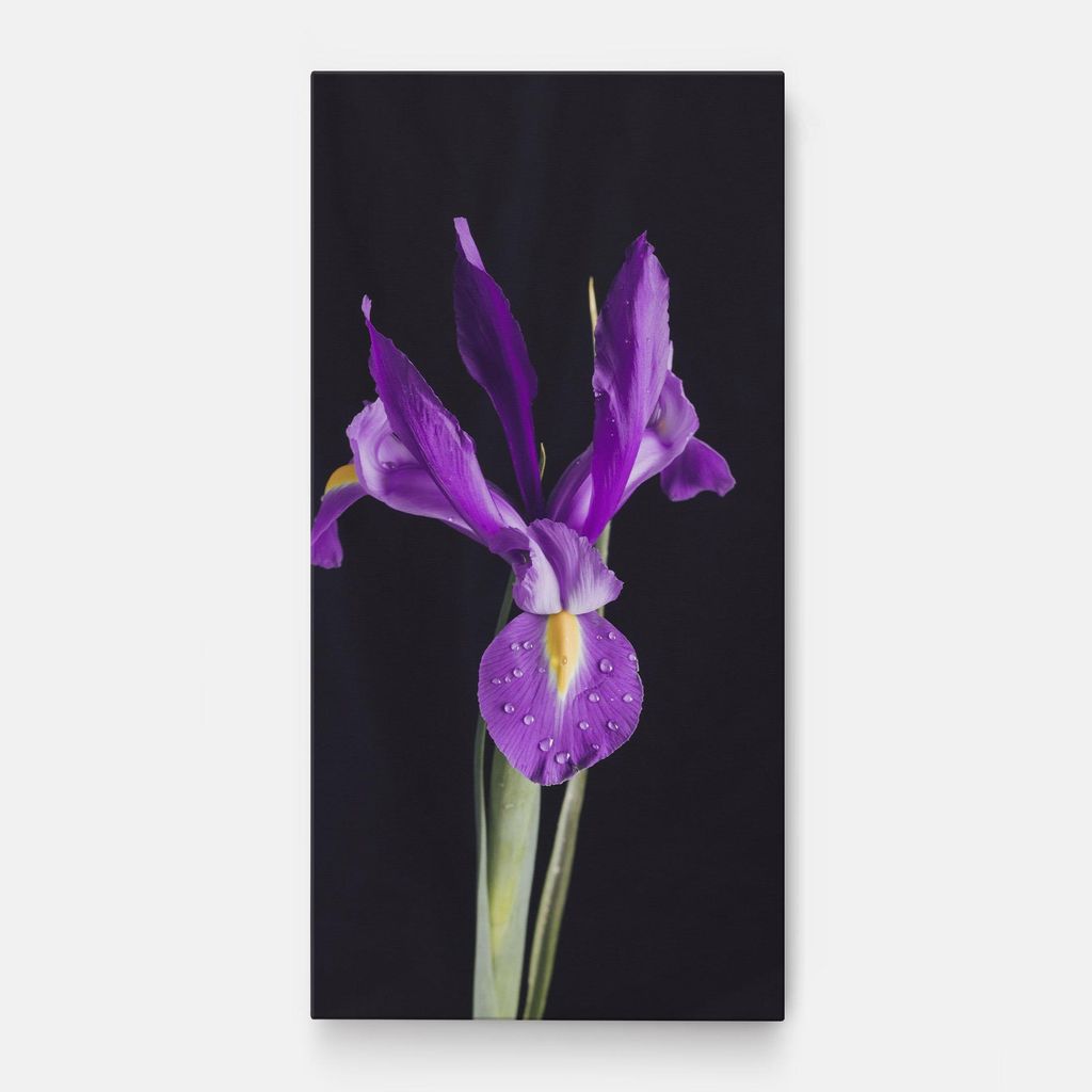ARTHUB Leinwandbild 40x80 cm, Fresh Purple Iris | Wohnzimmerdekoration, Hängende Bilder, Wanddekoration, Heimdekoration, Blumen, Iris