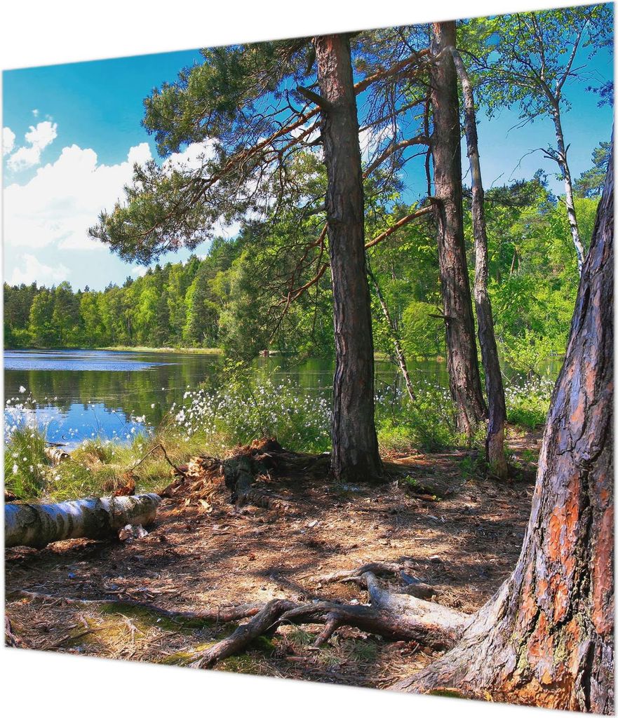 Wandtapete - Dekorative Tapete für Wohnzimmer - Tapetenfolie für Wanddekoration - 250x250 cm - Waldlandschaft