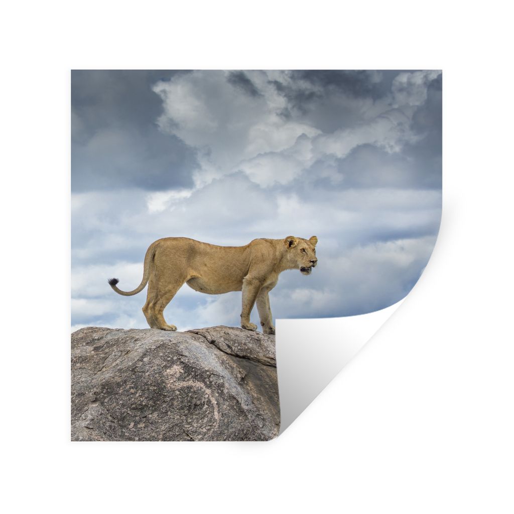 MuchoWow Wandtattoo Wandsticker Wandaufkleber Löwe - Jagd - Fels 80x80 cm Selbstklebend und Repositionierbar - Wierderverwendbar - Selbstklebend
