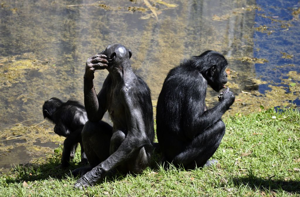 hansepuzzle 83479 - Bonobo Affen Puzzle, 500 Teile, Tierwelt, 46,0 x 30,0cm mit hochwertiger Aufbewahrung, Kartonbox und wiederverschließbarem Beutel