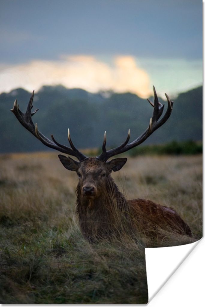 MuchoWow Poster Hirsch - Wiese - Geweih 120x180 cm - Kunstposter