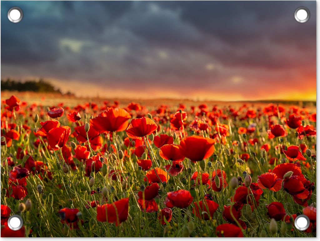 MuchoWow 40x30 cm Outdoor-Poster Gartendeko Sichtschutz Garten Poster für den Garten Sonnenuntergang - Mohnblumen - Rot - Blumen - Feld - Natur