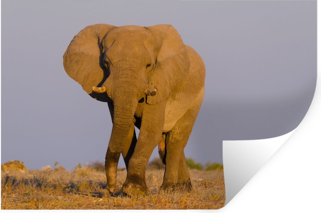 MuchoWow Wandtattoo Wandsticker Wandaufkleber Afrikanischer Elefant im Sand 90x60 cm Selbstklebend und Repositionierbar - Aufkleber