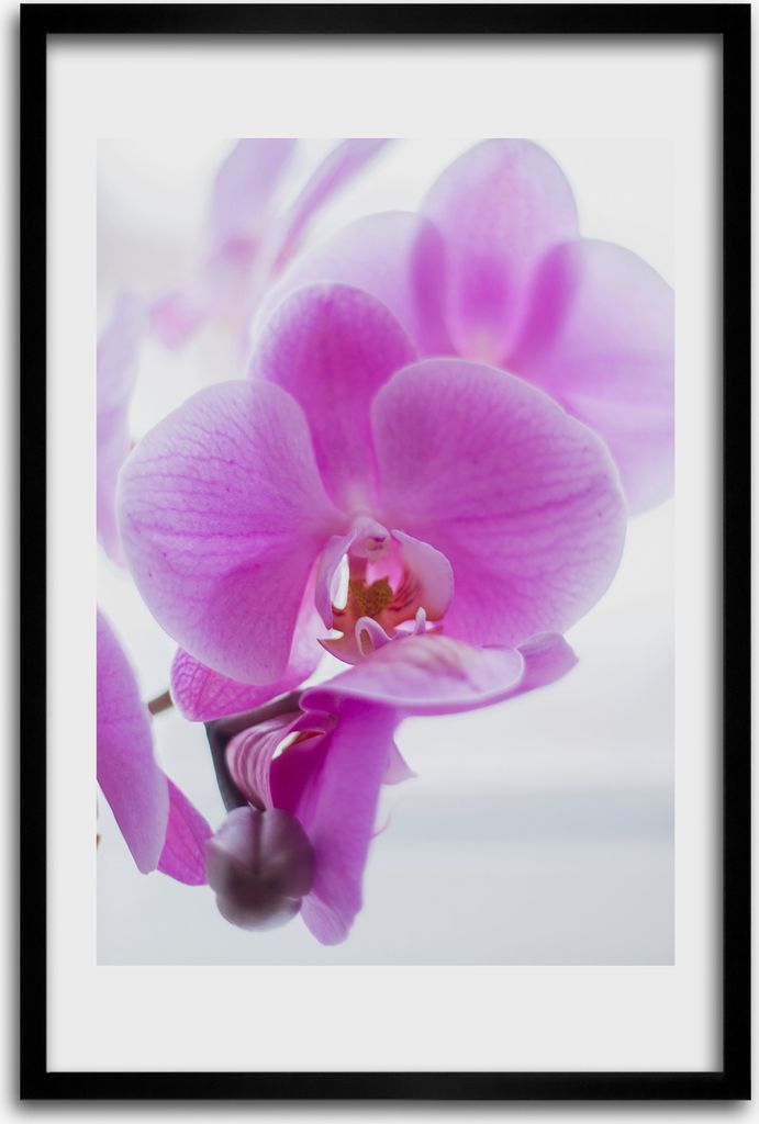 Bild - Bilderrahmen - 40 cm x 60 cm - MDF - Rahmen - Wandkunst - Rosa Orchidee