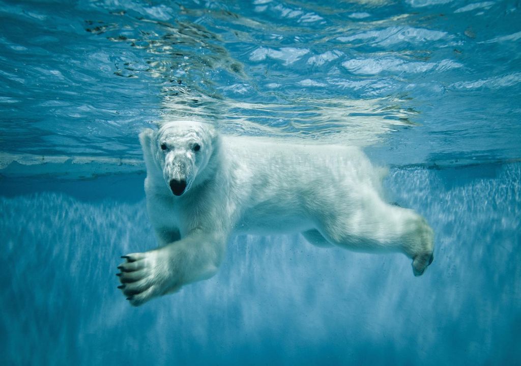 Fototapete Vlies 12621V4 Polar Bärchen 2-tlg. 254 x 184 cm Produktbild 
